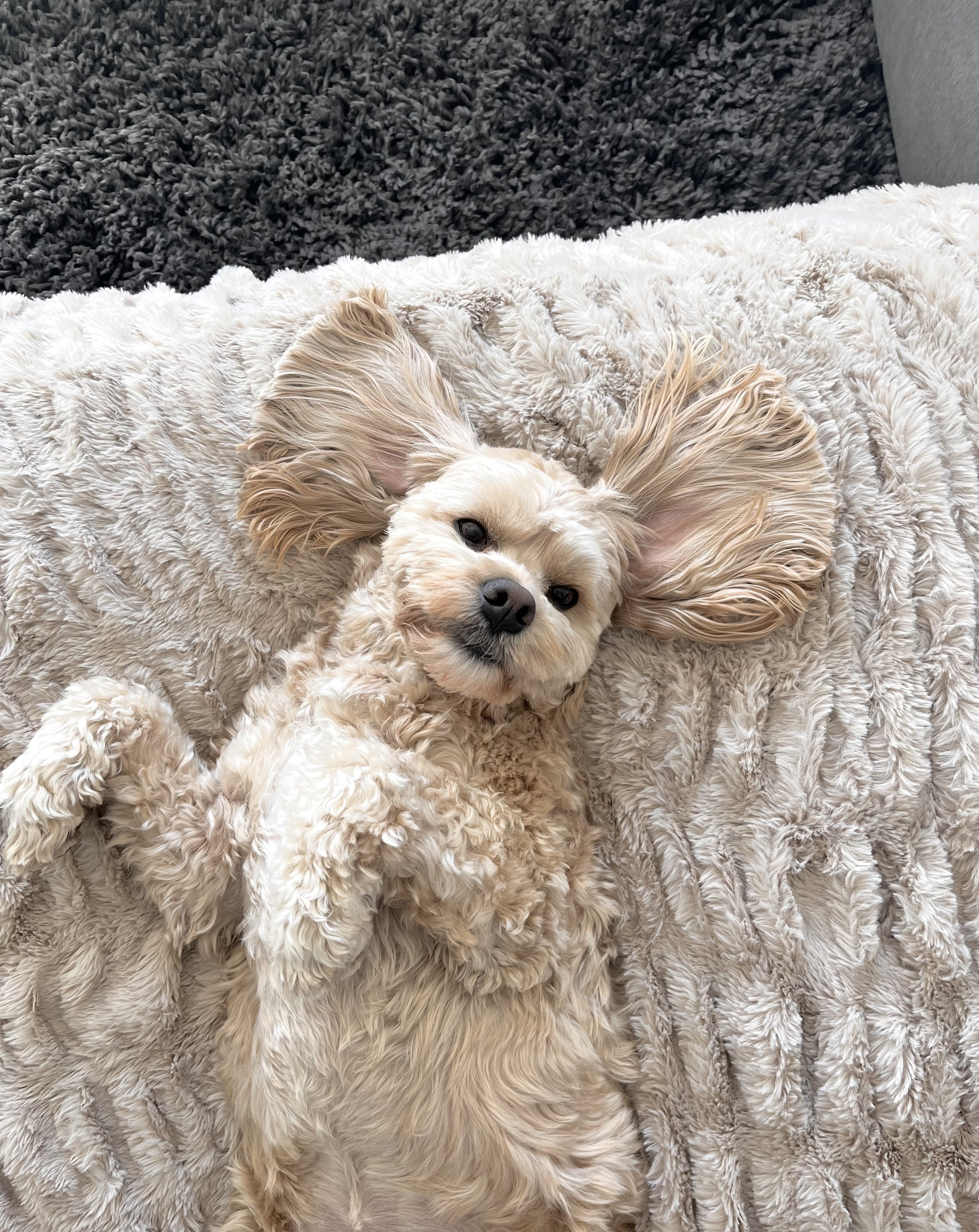 Chai the cockapoo — The Program Queen's royal sidekick